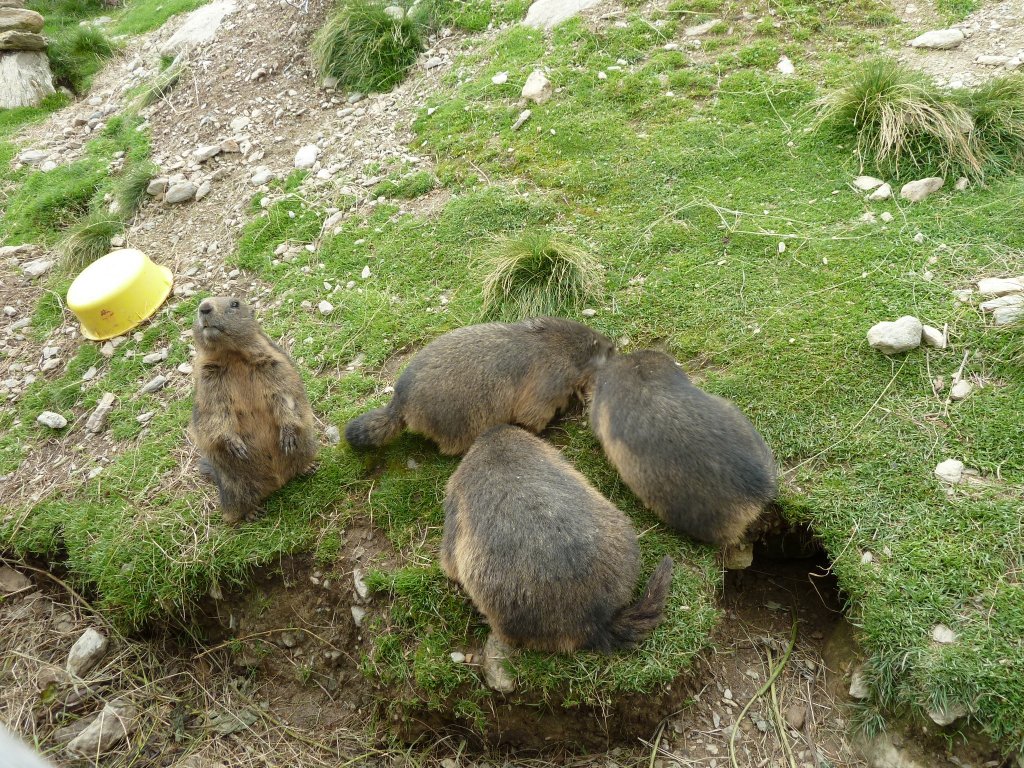 Hier zu sehen sind 3 Murmeltiere in einem Murmeltiergehege an der Zillertaler Hhenstrae. Fotografiert am 09.08.12.