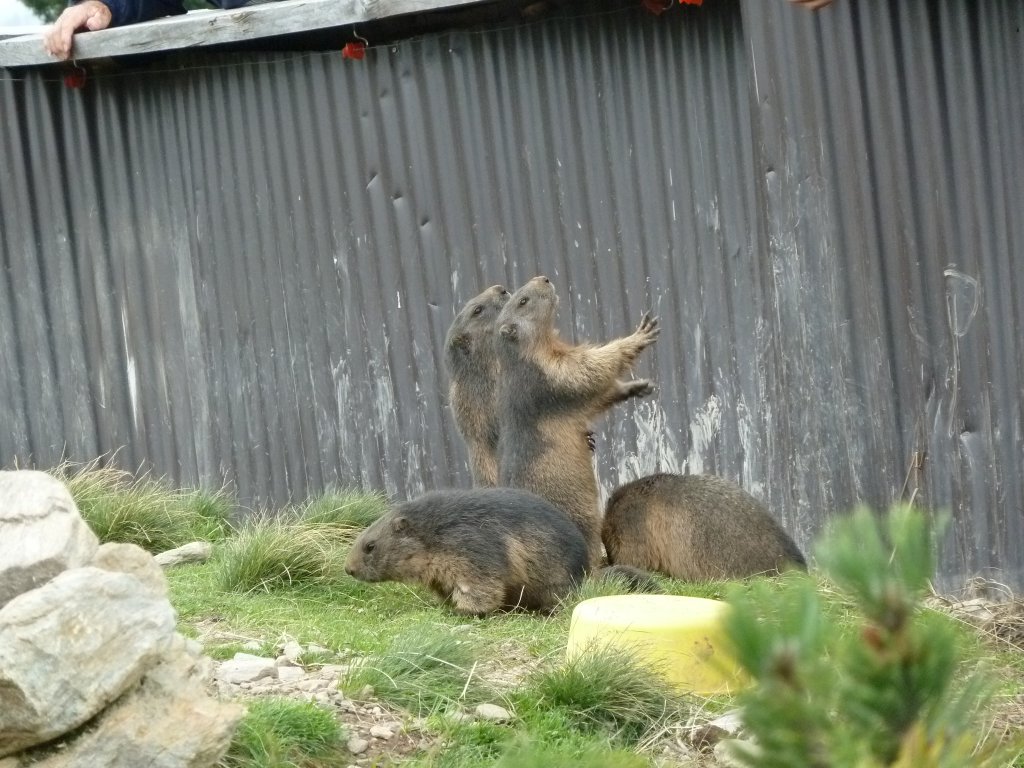 Hier zu sehen sind 4 Murmeltiere in einem Murmeltiergehege an der Zillertaler Hhenstrae. 2 Murmeltiere haben anscheinend das Fressen gerochen. Fotografiert am 09.08.12.
