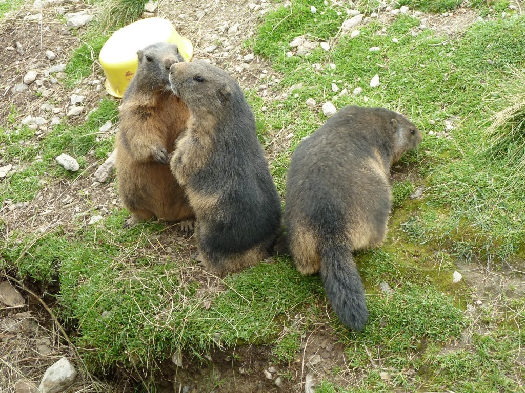 Hier zu sehen sind drei Murmeltiere in einem Murmeltiergehege an der Zillertaler Hhenstrae. Anscheinend riechen sie alle drei das Futter. Fotografiert am 09.08.12.
