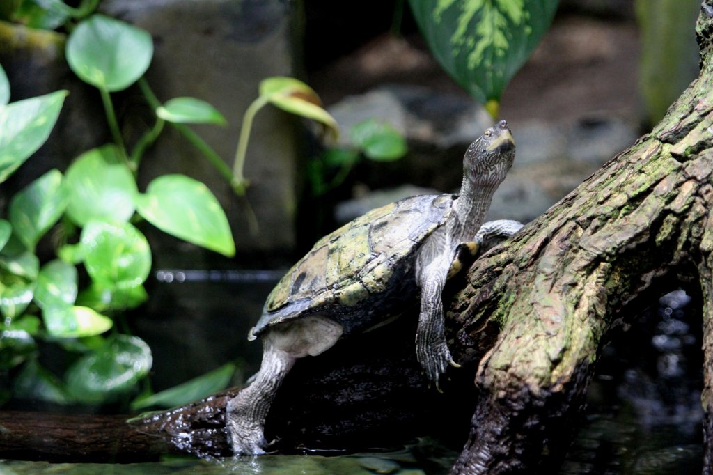 Hieroglyphen-Schmuckschildkrte (Pseudemys concinna concinna) am 12.3.2010 im Zooaquarium Berlin.