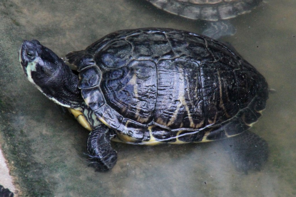 Hieroglyphen-Schmuckschildkrte (Pseudemys concinna concinna) am 18.4.2010 im Tierpark Berlin.