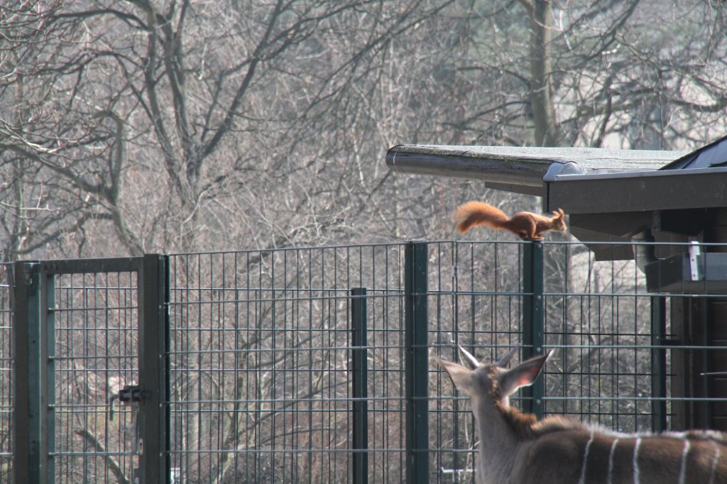 Hilfe Einbrecher! Eichhrnchen (Sciurus vulgaris) beim Klettern auf der Abzunung im Geheege der Afrikasavanne. Zoo Berlin am 11.3.2010.