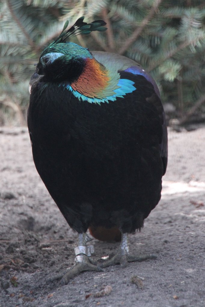 Himalaya-Glanzfasan (Lophophorus impejanus) im Tierpark Berlin.