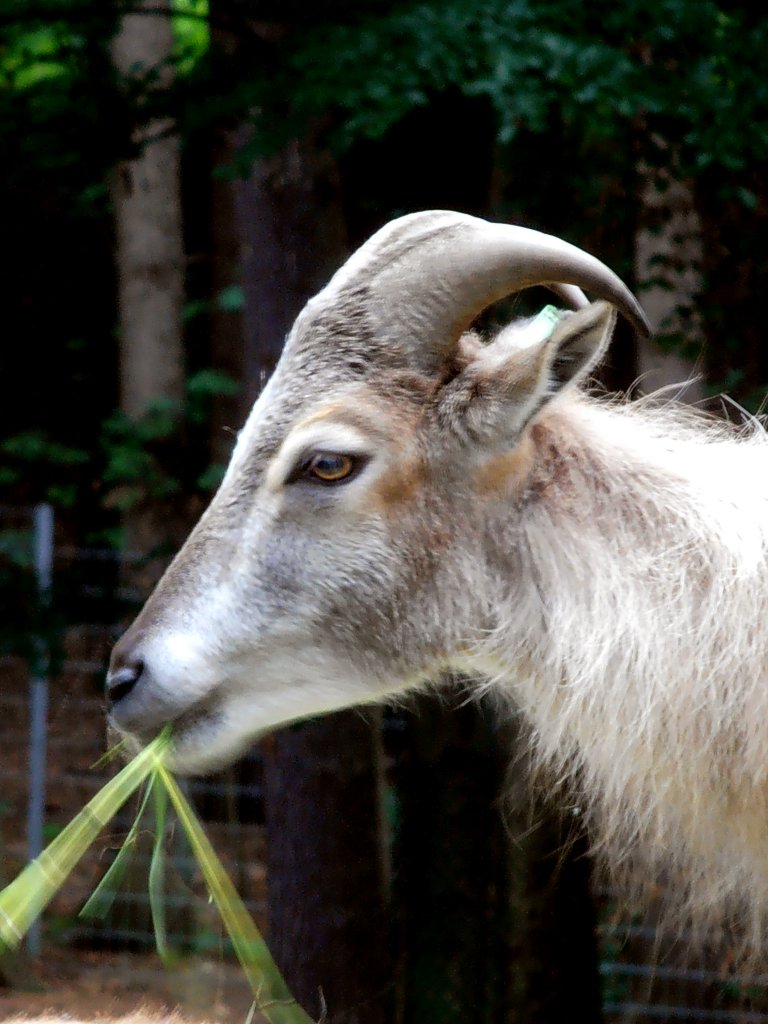 Himalaya-Tahr im Tiergehege Zeulenroda am 23.06.12