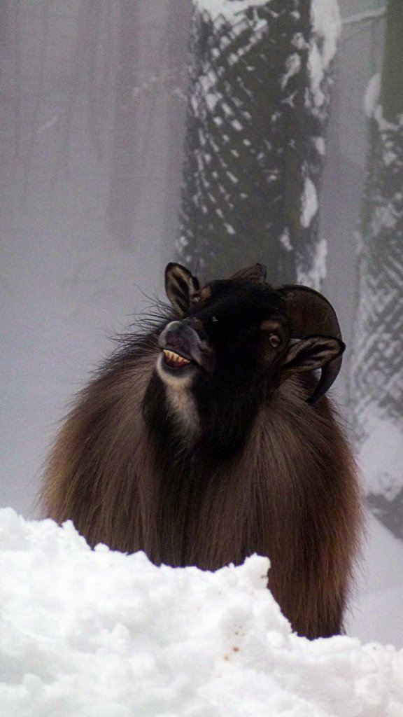 Himalaya-Tahr im Tiergehege Zeulenroda am 25.02.13