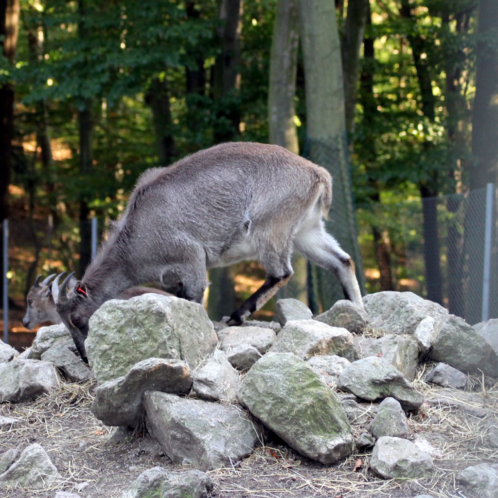 Himalaya-Tahr im Tiergehege Zeulenroda am 29.09.2011