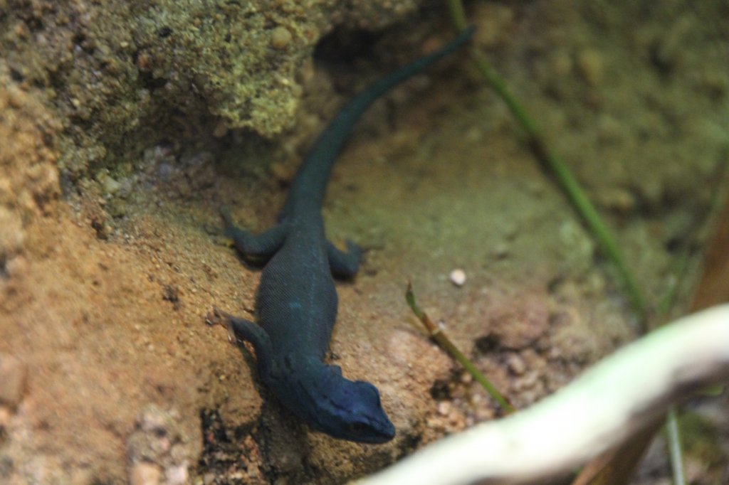 Himmelblauer Zwergtaggecko oder auch Trkiser Zwerggecko (Lygodactylus williamsi) am 9.2.2010 im Vivarium Karlsruhe.