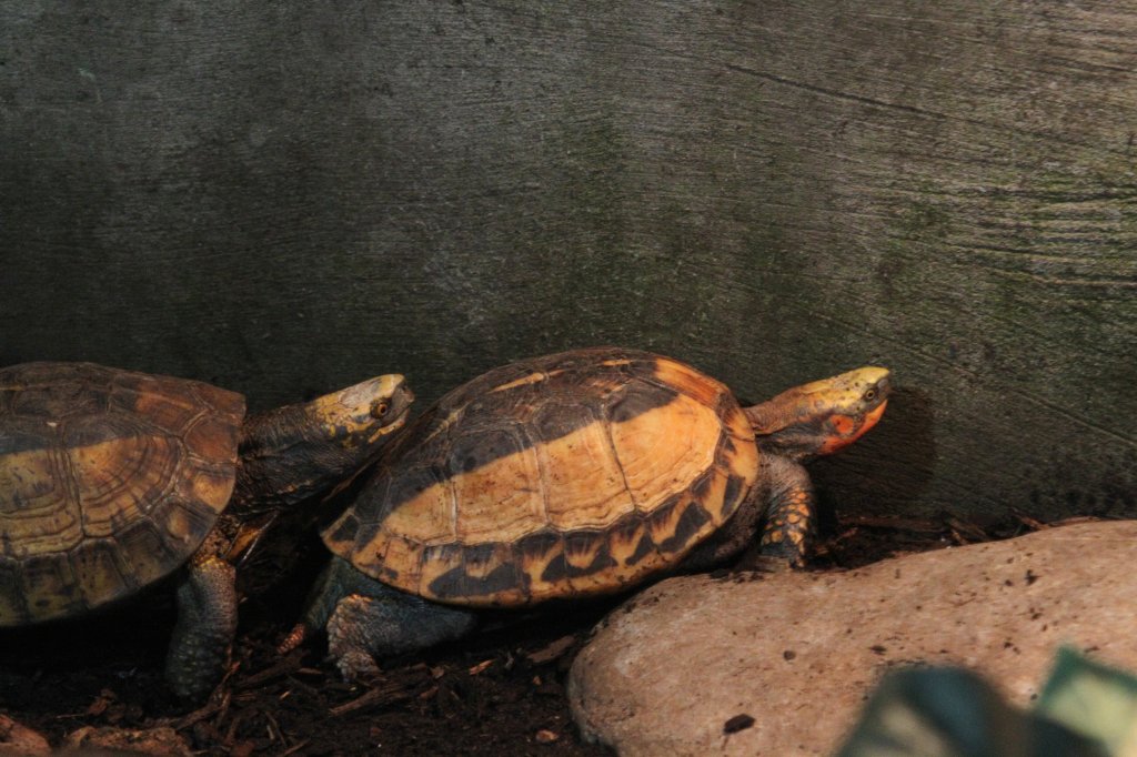 Hinterindische Schanierschildkrten (Cistoclemmys galbinifrons) am 25.9.2010 im Toronto Zoo.

