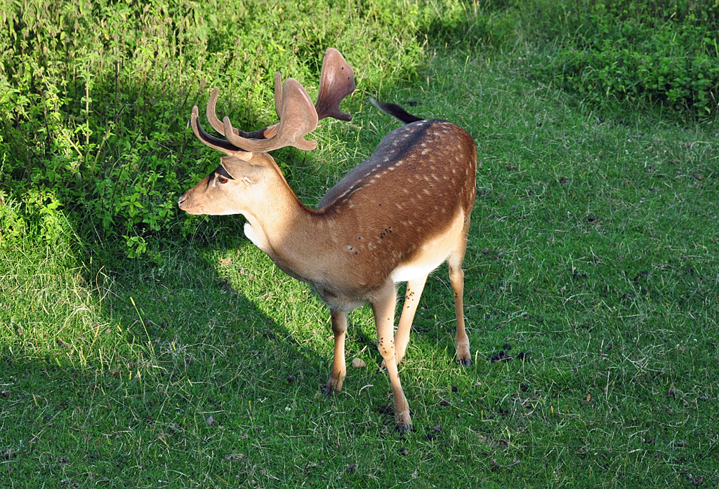 Hirsch auf der Rotwildweide am Schlo Zeil bei Leutkirch - 16.07.2011