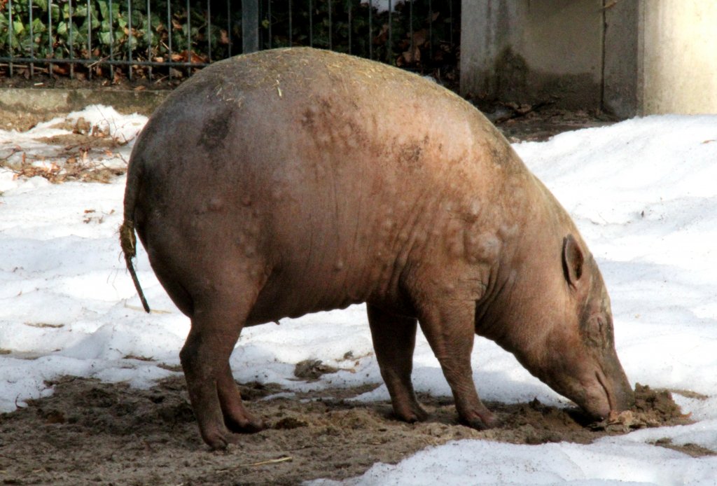 Hirscheber (Babyrousa babyrussa) beim Whlen. Zoologischer Garten Berlin am 25.2.2010.