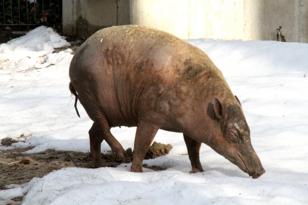 Hirscheber-Weibchen (Babyrousa babyrussa) am 25.2.2010 im Zoologischer Garten Berlin.
