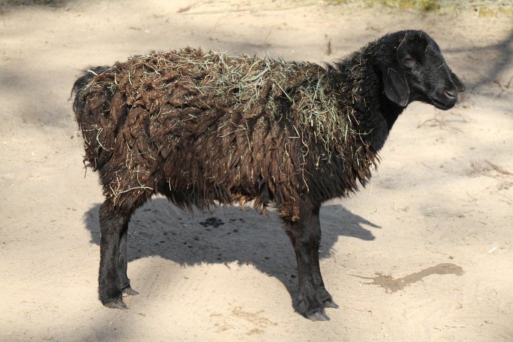 Hissarschaf oder auch Tadschikisches Fettsteischaf am 18.4.2010 im Tierpark Berlin.