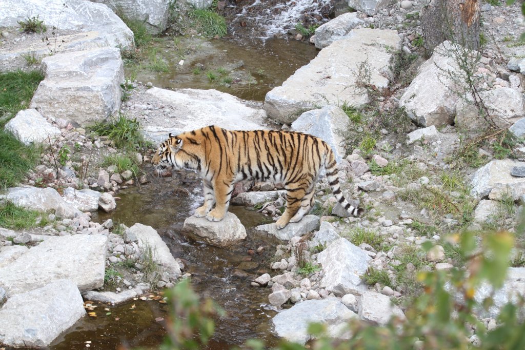 Hmm, welcher Stein soll der nchste sein? Sibirischer Tiger am 18.9.2010 im Zoo Sauvage de Saint-Flicien,QC.
