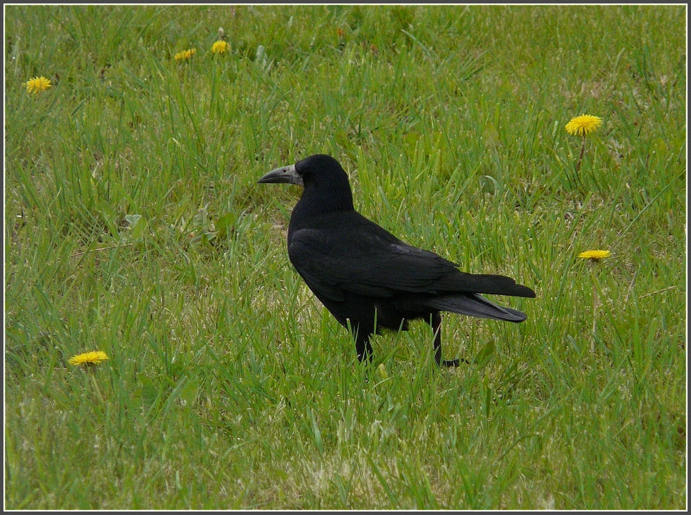 Hocherhobenen Hauptes stolzierte, dieser Rabe am 01.05.10 durch die Frhlingswiese in Ptange. (Jeanny)