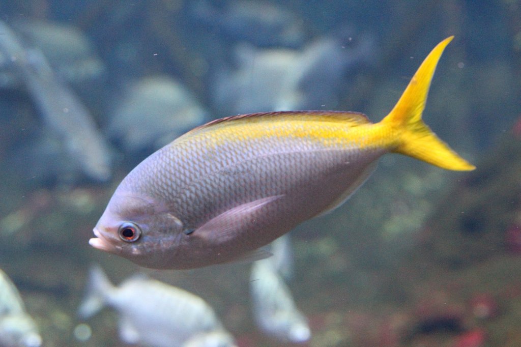 Hochrcken-Fsilier (Caesio cuning) am 12.3.2010 im Zooaquarium Berlin.