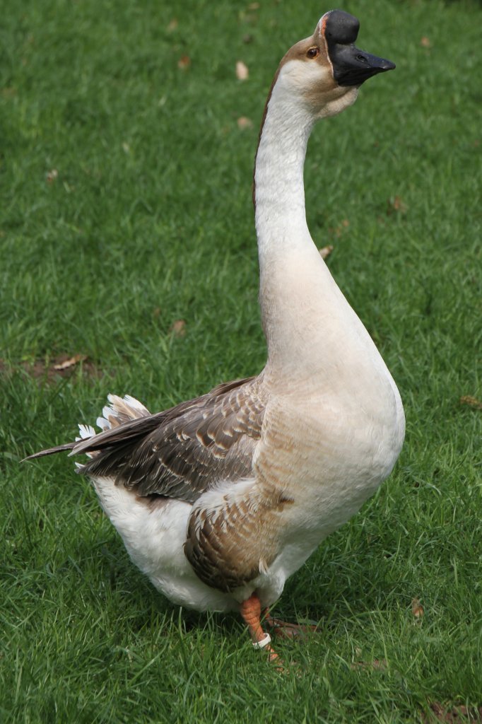 Hckergans am 14.4.2010 im Vogelpark Dielheim-Balzfeld.