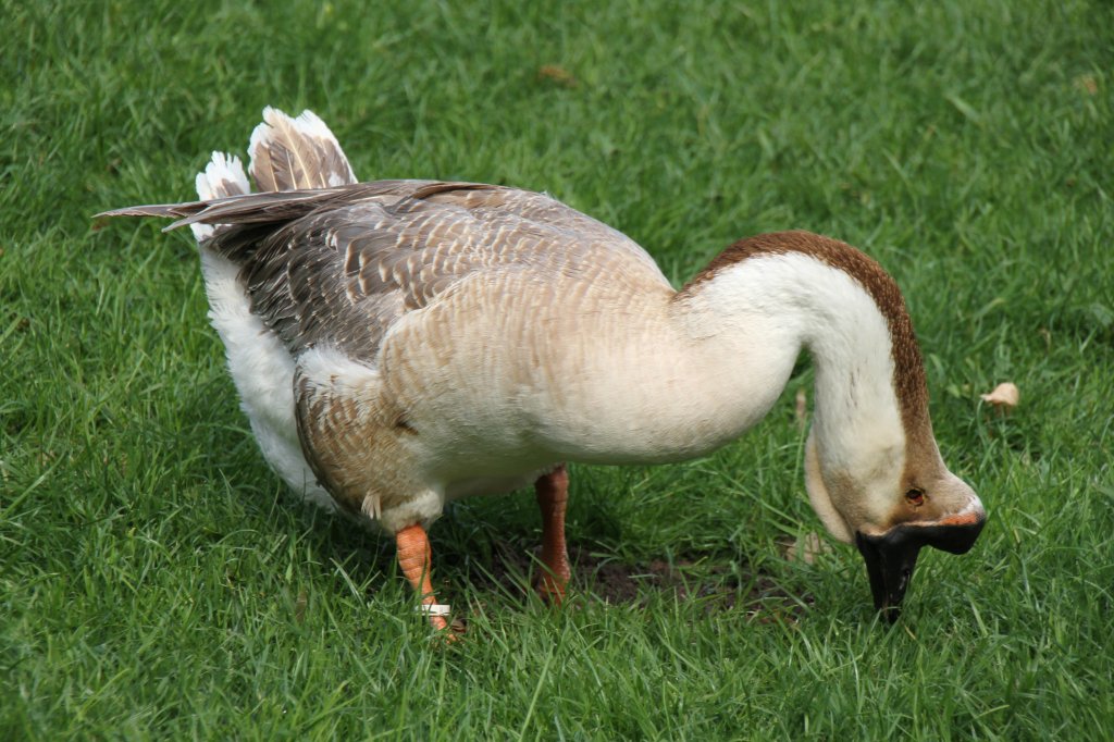 Hckergans am 14.4.2010 im Vogelpark Dielheim-Balzfeld.