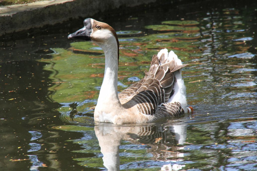 Hckergans am 26.4.2010 im Vogelpark Stutensee-Friedrichstal.