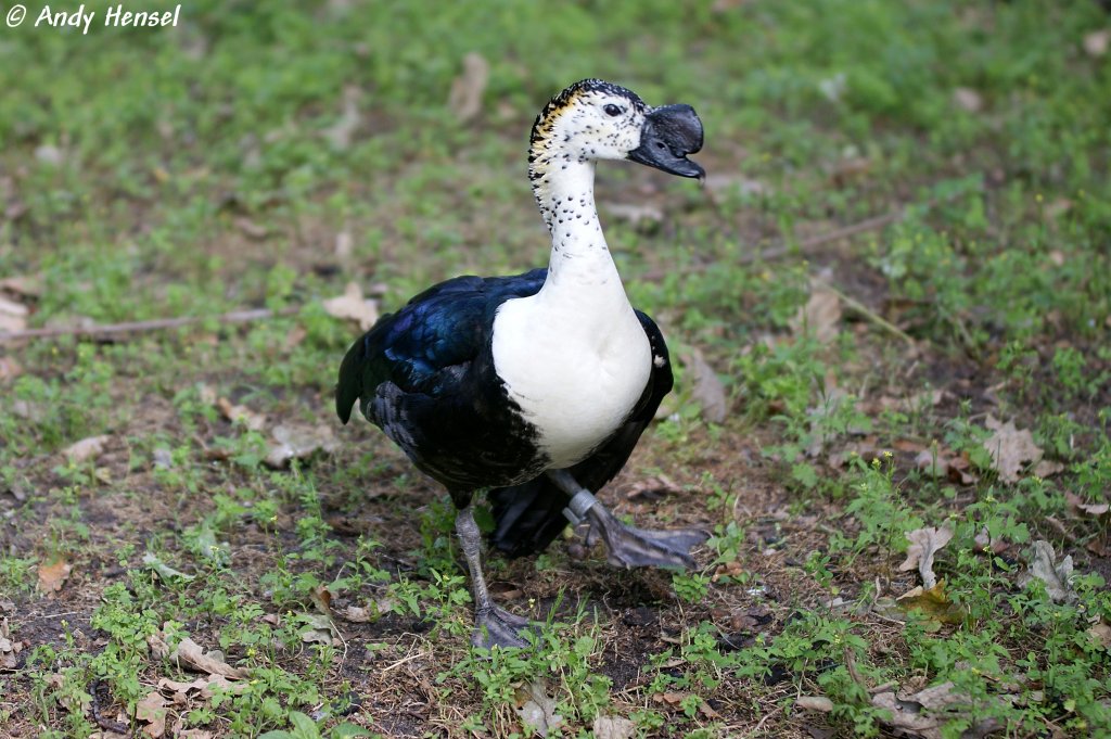 Hckerglanzgans