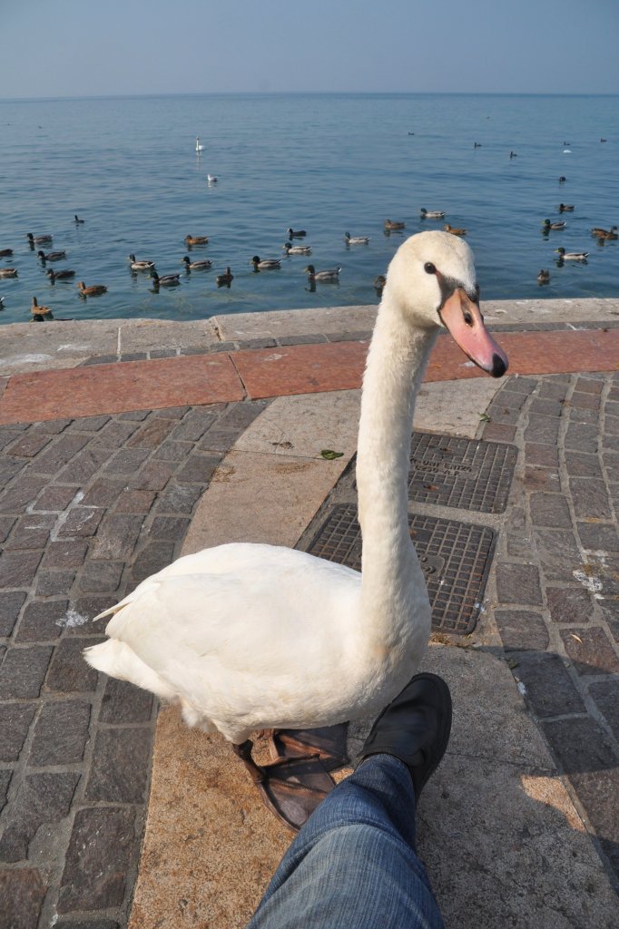 Hckerschwan am Gardasee, der unbedingt an mein Eis wollte, was mir die Situation nicht geheuer machte (LAZISE, Provinz Verona/Italien, 06.10.2011)