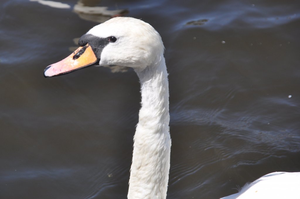 Hckerschwan auf der Alster mit gut erkennbarem Hcker oberhalb des Schnabels, nach dem die Tiere ihren Namen erhalten haben (HAMBURG/Deutschland, 03.06.2011)