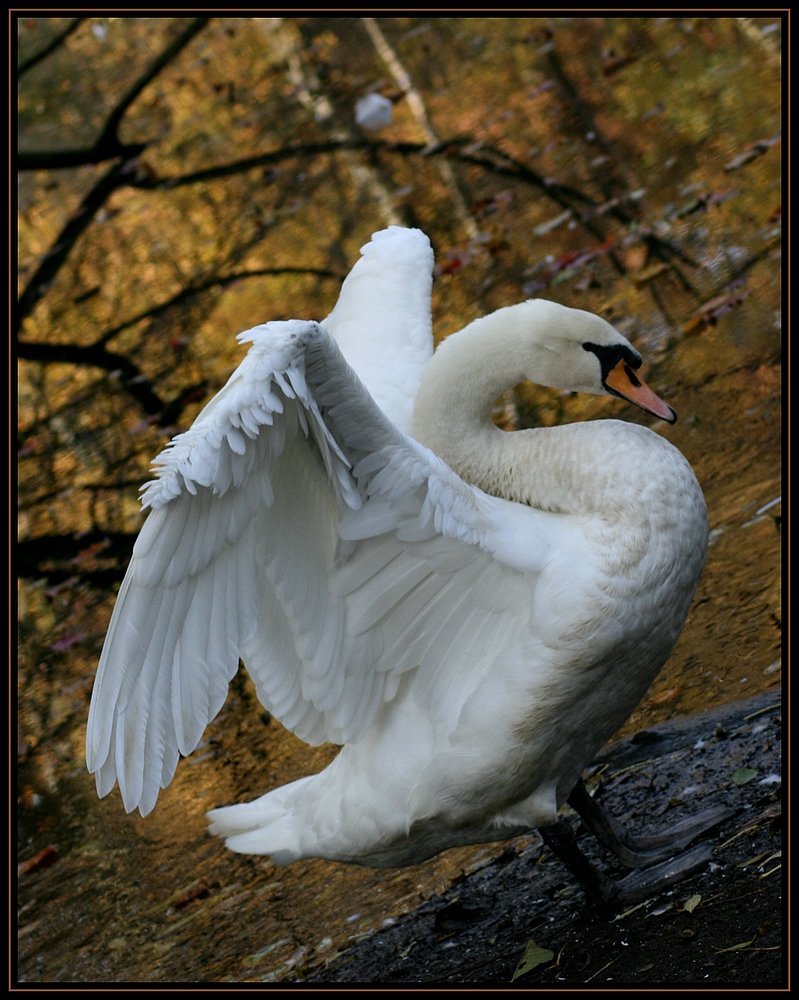 Hckerschwan (Cygnus olor) - Kaisergarten Oberhausen