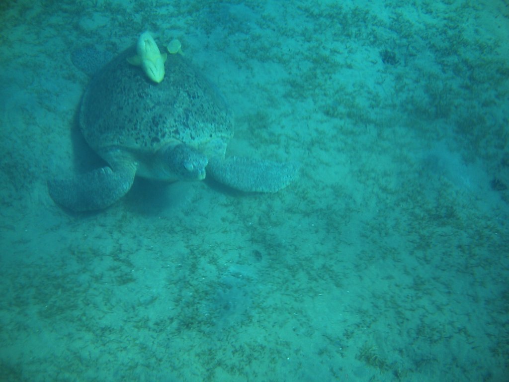 Hhepunkt der Schnorcheltour war ohne Zweifel die Beobachtung mehrerer Karettschildkrten beim Grasen.Immer mit dabei mehrere Putzerfische.gyptenurlaub 2010.