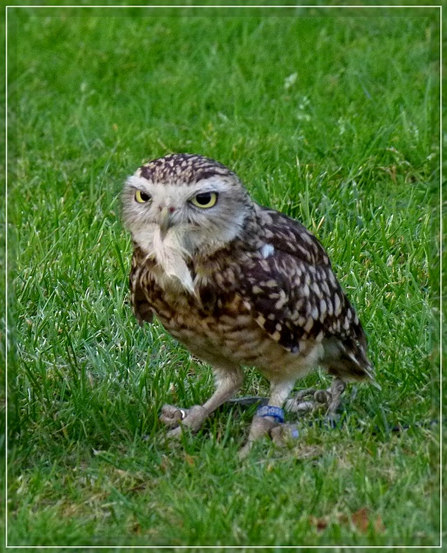 Kleinkäuze (Aegolius) Fotos Tierfotos.eu