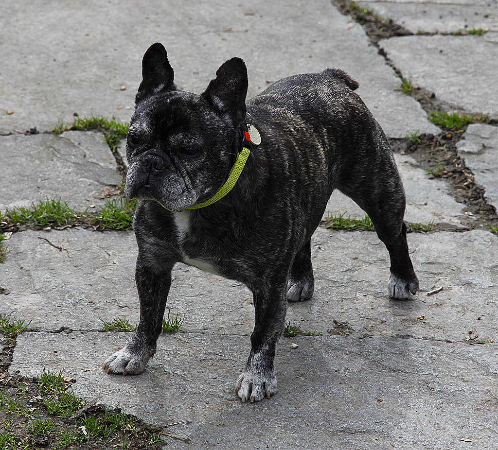 Holly, Französische Bulldogge, * Feb. 1999, † März 2013, wartet mit gewohnter Anspruchshaltung auf die Dinge, die da kommen, 29. März 2010, 14:39