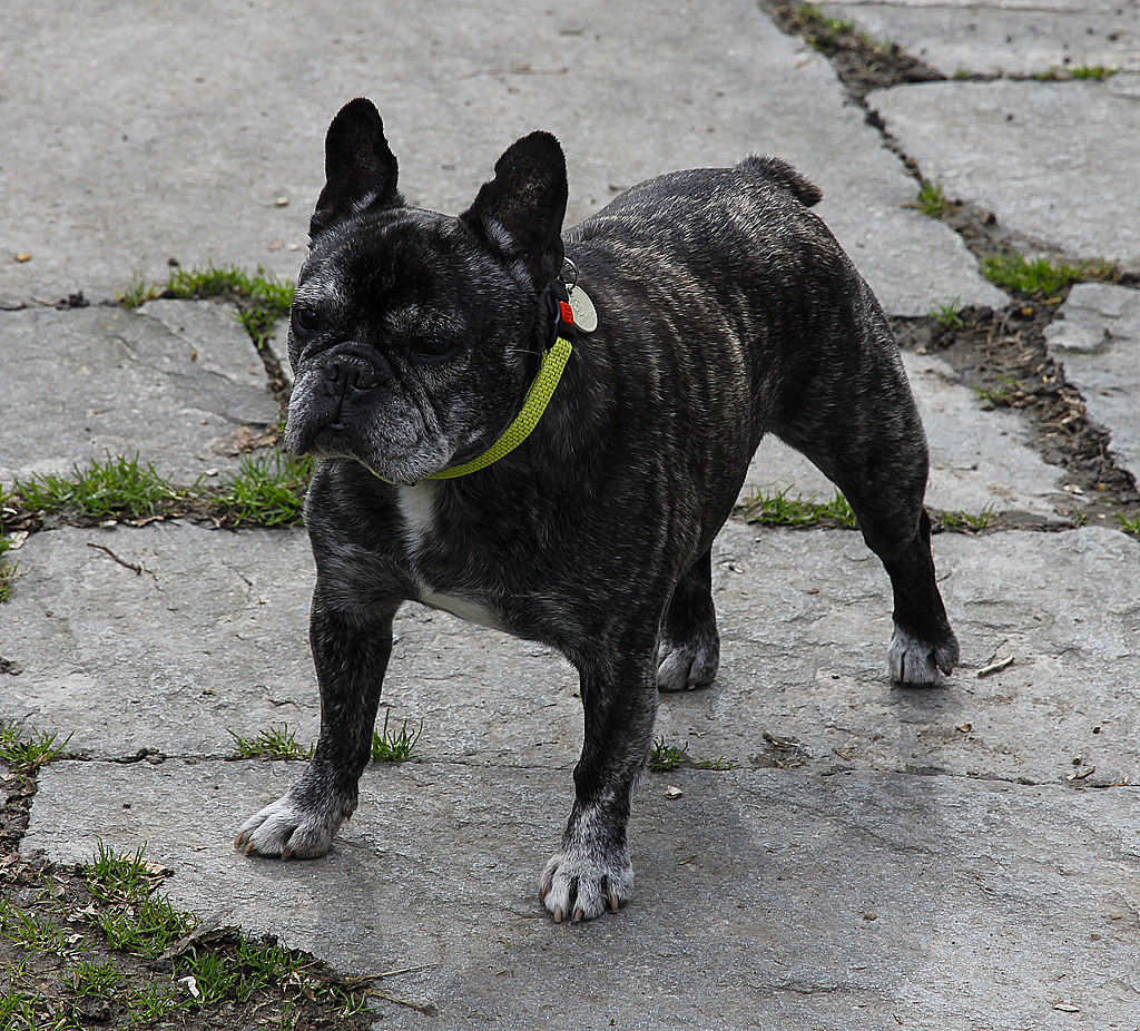 Holly, Franzsische Bulldogge, * Feb. 1999, † Mrz 2013, wartet mit gewohnter Anspruchshaltung auf die Dinge, die da kommen, 29. Mrz 2010, 14:39