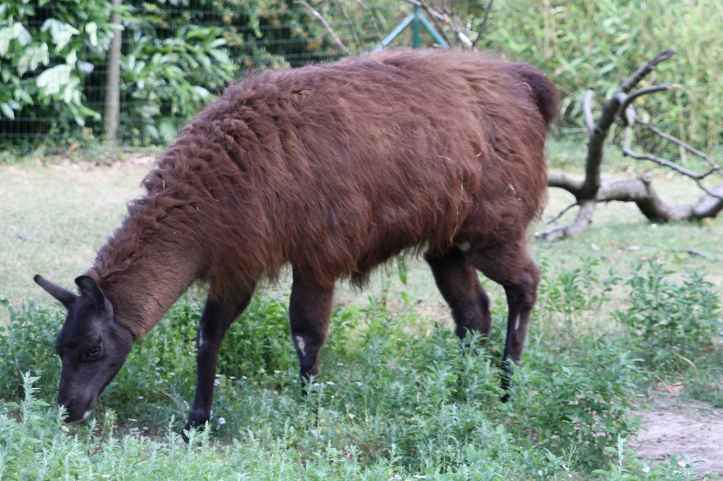 Horst, das Lama bekannt aus dem Fernsehen. Zoo Leipzig am 26.6.2010.