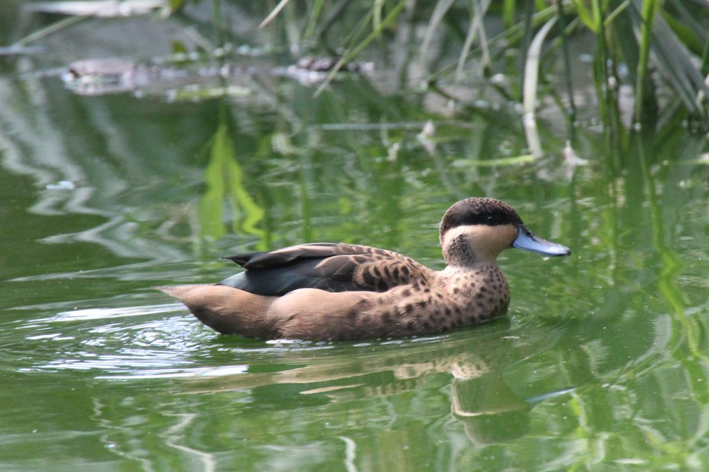 Hottentottenente (Anas hottentota) am 18.4.2010 im Tierpark Berlin.