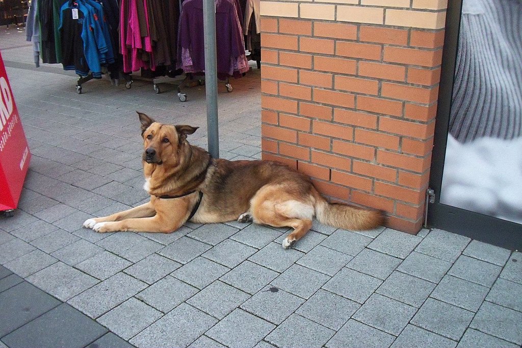 Hübscher Hund wartet brav auf sein Herrchen oder Frauchen. Foto vom 12.10.2010.