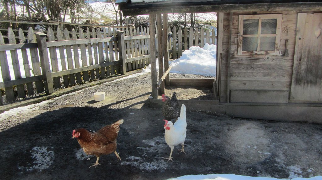 Hühner genießen ihr Freilanddasein.(3.3.2013)