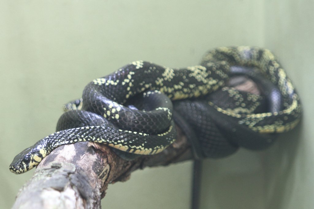 Hhnerfresser (Spilotes pullatus) am 26.6.2010 im Zoo Leipzig.