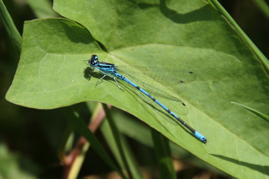 Hufeisen-Azurjungfer (Coenagrion puella) am 22.6.2010 an einem Teich im Leintalzoo.