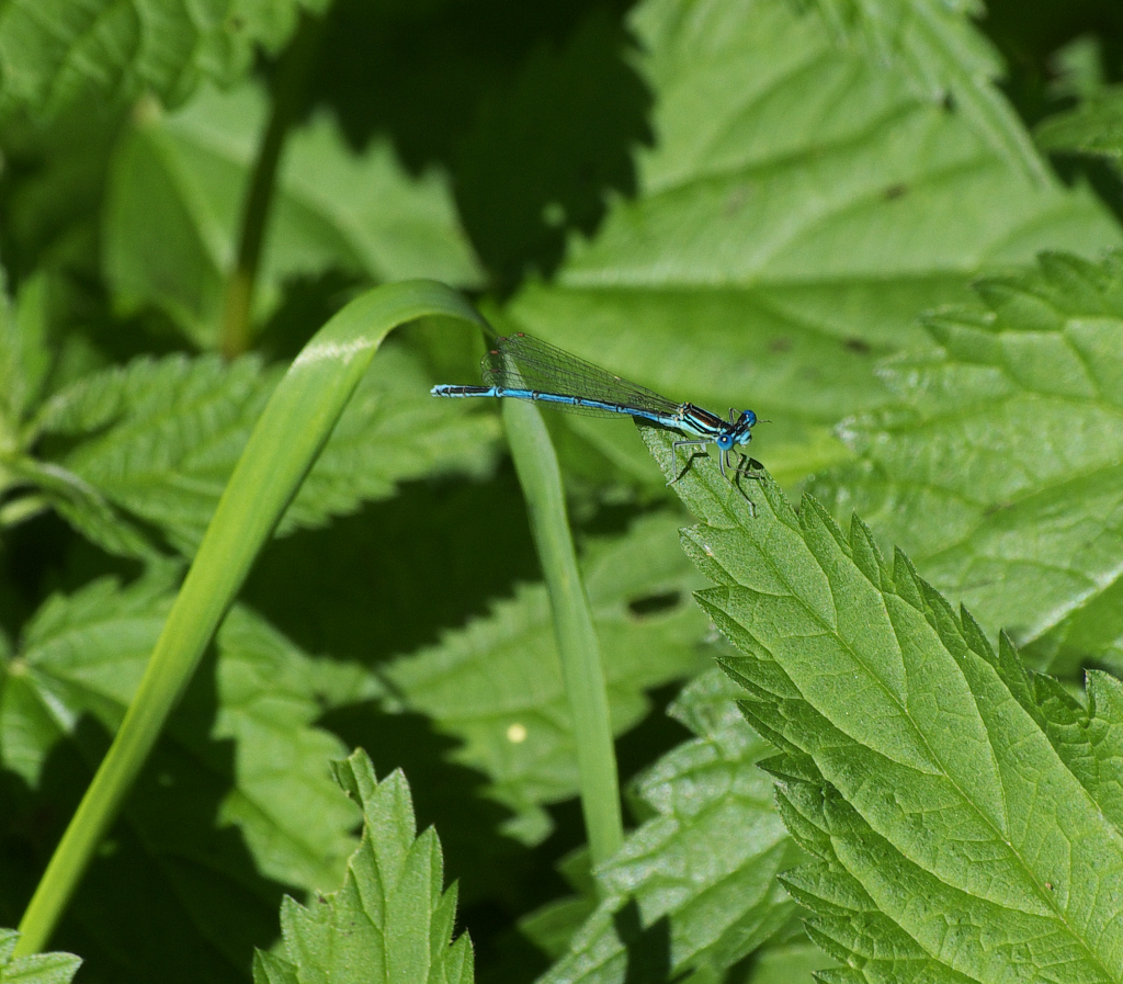 Hufeisen-Azurjungfer (Coenagrion puella) in den Saale Wiesen bei Pottiga. 01.08.2012