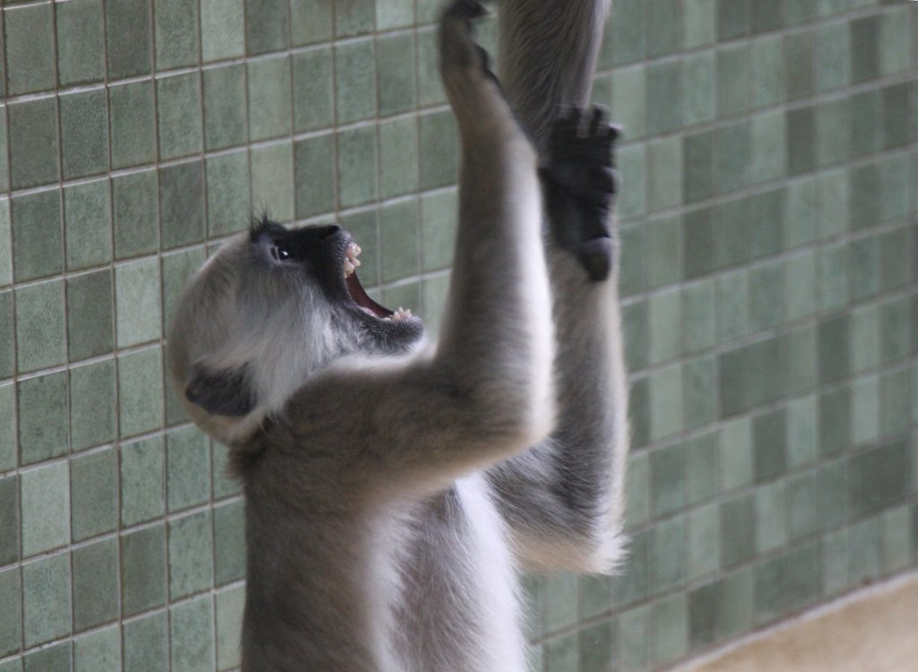 Hulman (Semnopithecus entellus) beim Streiten. Zoo Berlin am 11.3.2010.