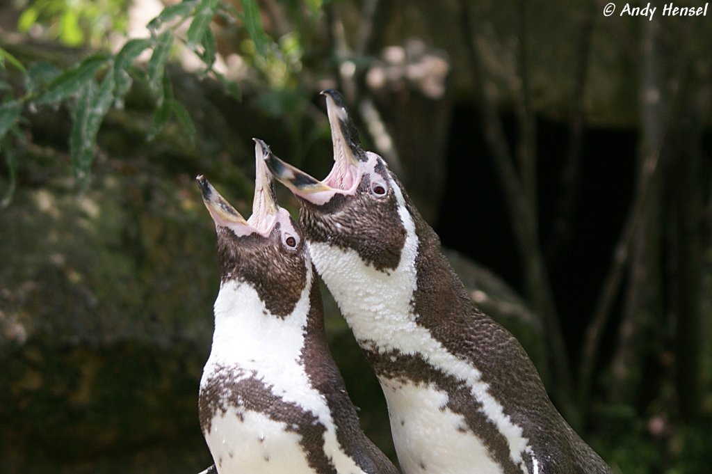 Humboldt-Pinguine