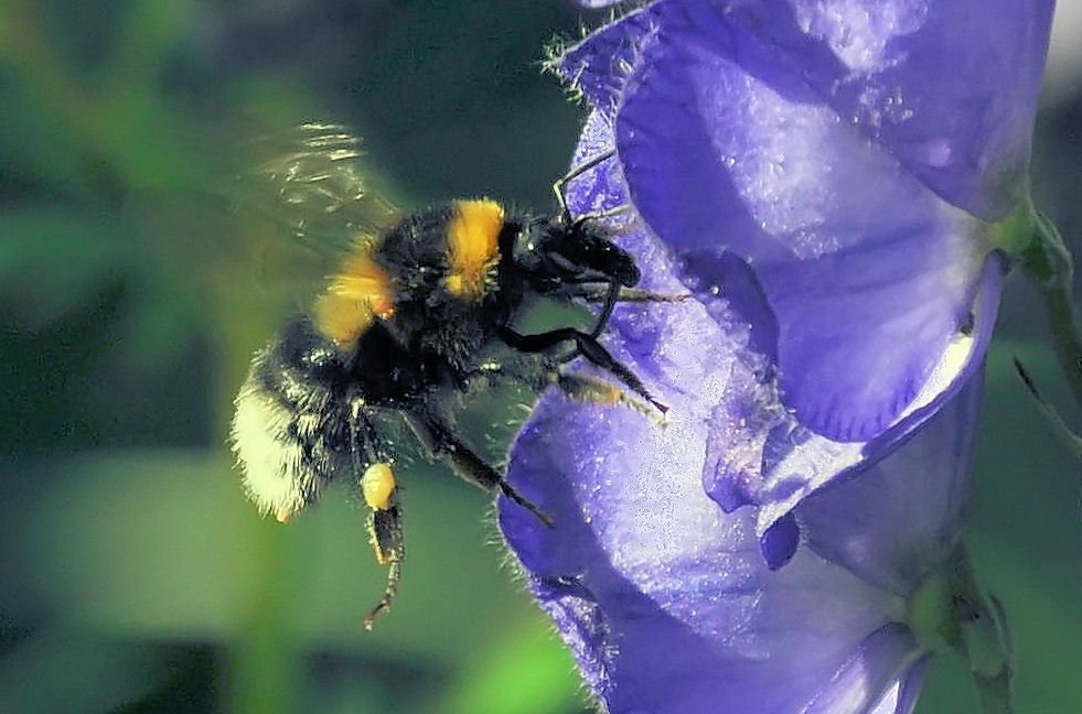 Hummel (2) sammelt Nektar - 23.06.2009 (umgeschichtet von Landschaftsfoto)