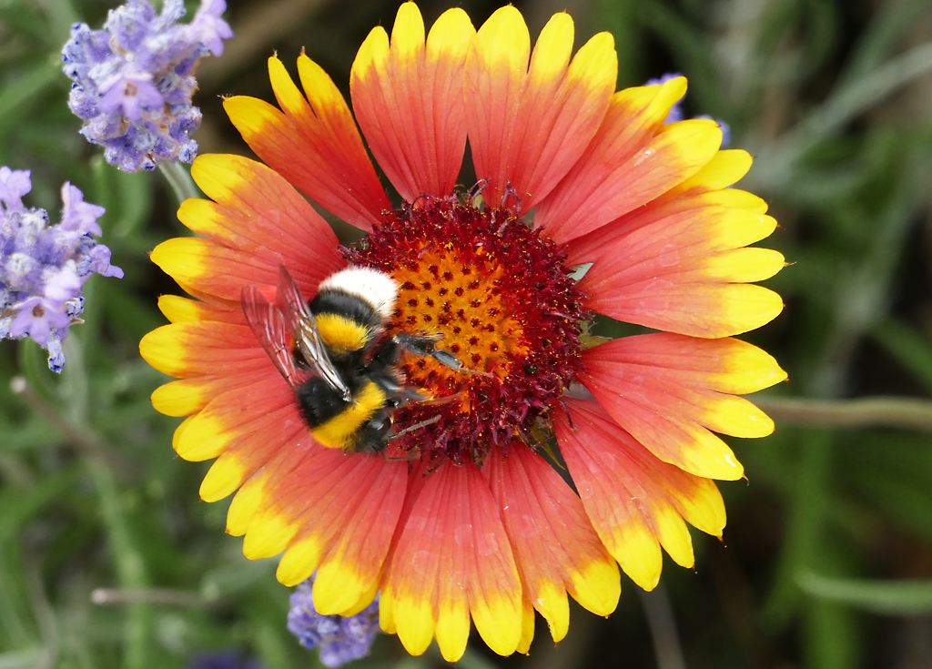 Hummel auf Bltenbesuch im Garten - 26.06.2017