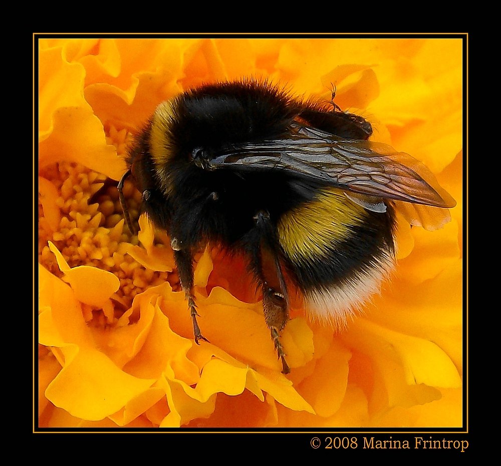 Hummel (Bombus) auf einer Tagetes-Blte - Botanischer Garten Duisburg