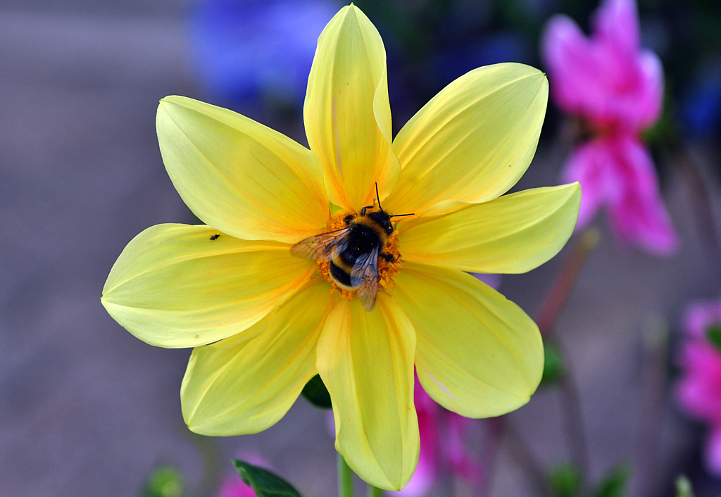 Hummel labt sich an gelber Blte - 03.08.2012