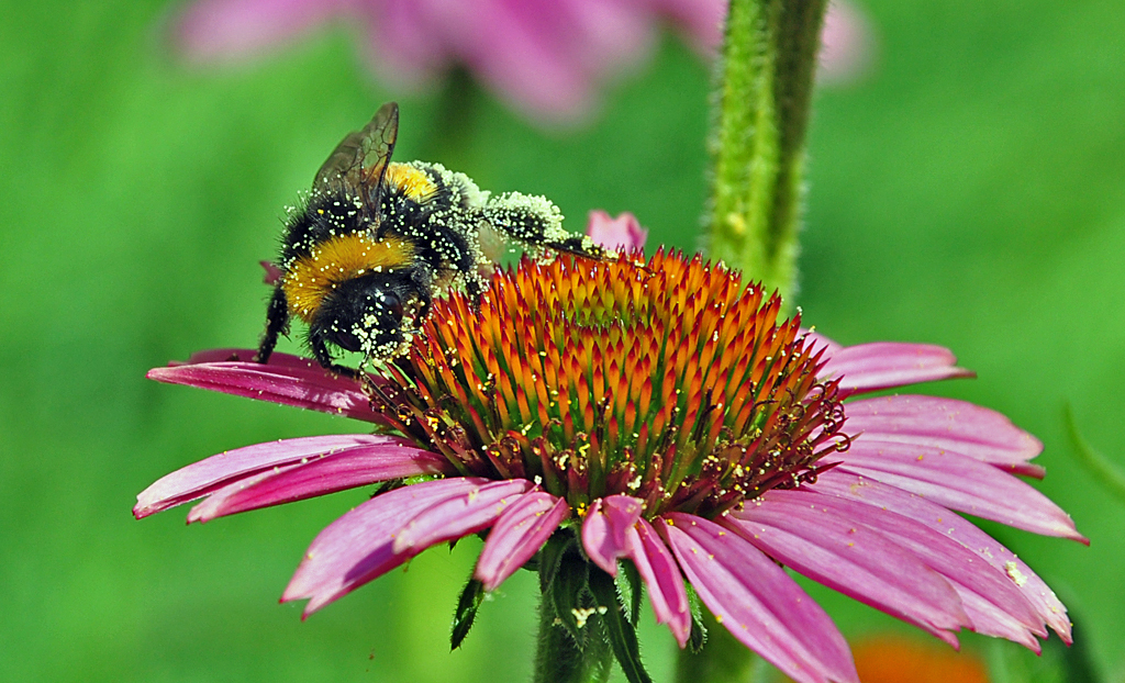 Hummel mit etwas Bltenstaub auf dem Krper - 27.07.2010