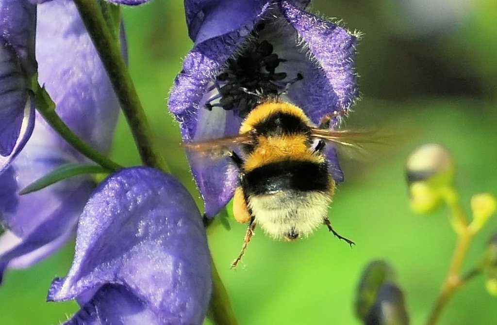 Hummel sammelt Nektar - 23.06.2009 (umgeschichtet von Landschaftsfoto)