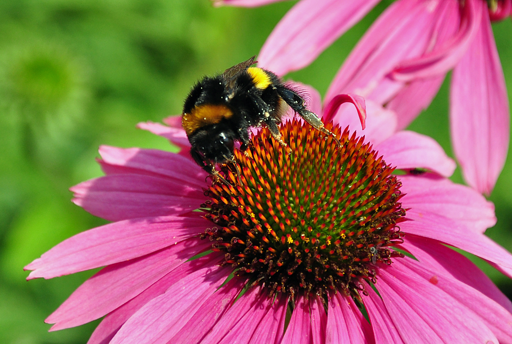 Hummel saugt genlich an einer Blte - 30.06.2011