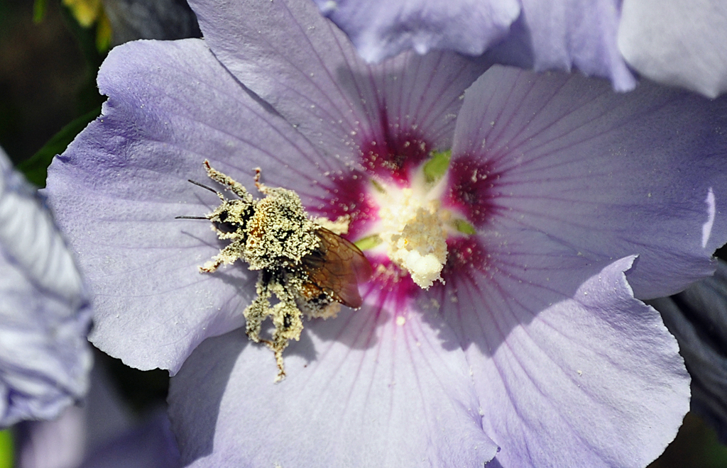 Hummel, voll eingedeckt mit Bltenstaub. Hat bestimmt Schwierigkeiten beim Start wegen  berladung  - 24.07.2010