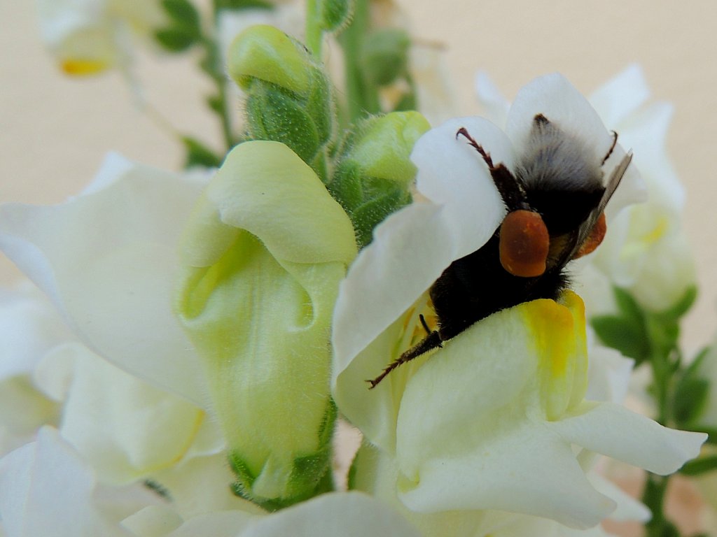 Hummel vollbringt bei emsiger Nahrungssuche akrobatische Leistungen, und hat an den Hinterbeinen Nektarpolster angesammelt; 130803