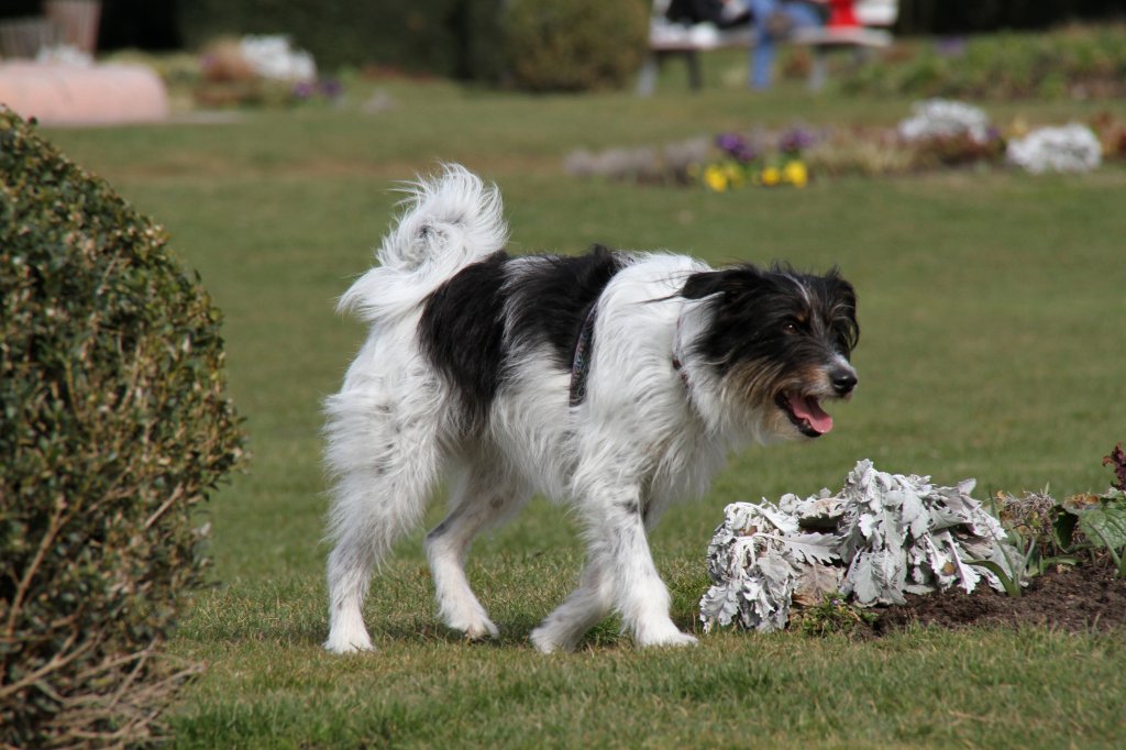 Hund beim Toben. Orangerie in Strasbourg am 18.3.2010.