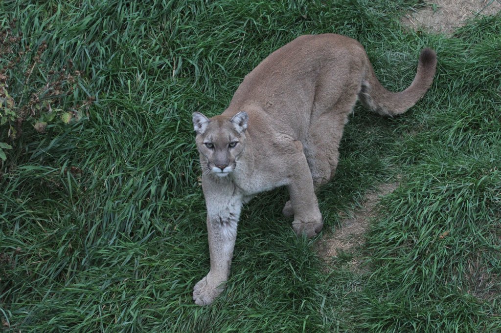 Hungrig wartender Puma (Puma concolor) am 18.9.2010 im Zoo Sauvage de Saint-Flicien,QC.
